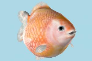 Fish Fantail Pearlscale-2